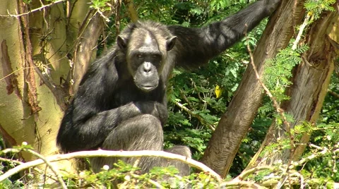 Chimpanzee tree P1 Stockbeeldmateriaal 955723