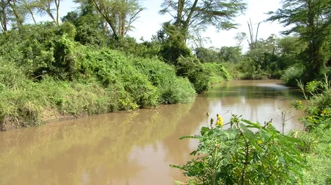 Chimpanzee tree P2 스톡 동영상 956405