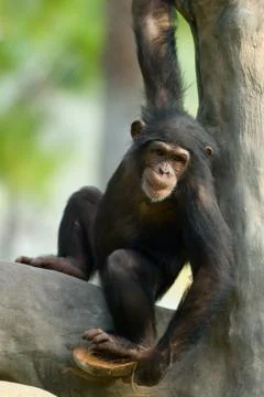 Chimpanzee in tree Stock Photos