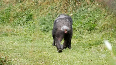 Chimpanzee walking away from camera on grass Stock Footage 104484012