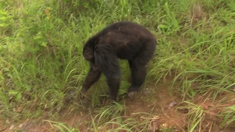 Chimpanzee walking away 스톡 동영상 83098298
