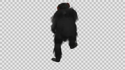 Chimpanzee Walking - Back Axo View - Embedded Alpha Looped Vídeos de archivo 61403249