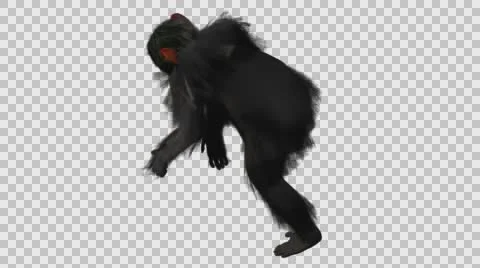 Chimpanzee Walking - Back Left Axo View - Embedded Alpha Looped Stock-Footage 61403274