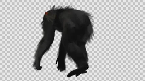 Chimpanzee Walking - Back Left View - Embedded Alpha Looped Vídeos de archivo 61403411