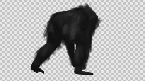 Chimpanzee Walking - Back Right View - Embedded Alpha Looped Vídeos de archivo 61403385