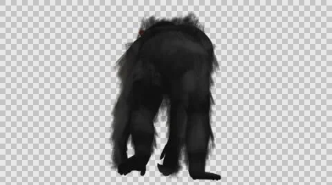 Chimpanzee Walking - Back View - Embedded Alpha Looped Vídeos de archivo 61403370