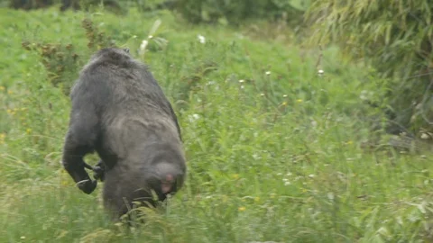 Chimpanzee walking bipedally Video stock 91361965