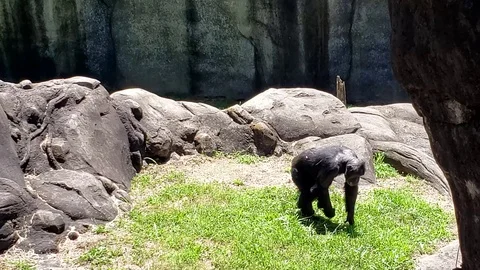 Chimpanzee walking Video stock 110554604