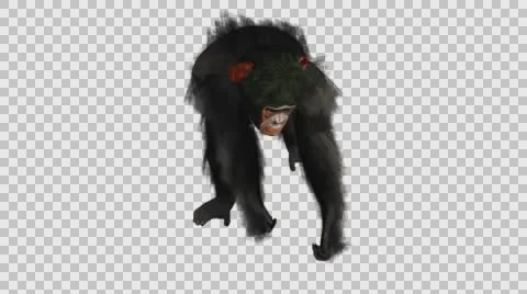Chimpanzee Walking - Front Axo View - Embedded Alpha Looped Vídeos de archivo 61403307
