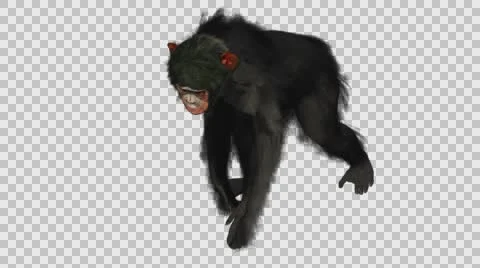 Chimpanzee Walking - Front Left Axo View - Embedded Alpha Looped Vídeos de archivo 61403426