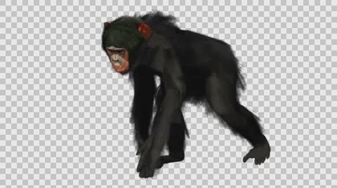 Chimpanzee Walking - Front Left View - Embedded Alpha Looped Vídeos de archivo 61403428