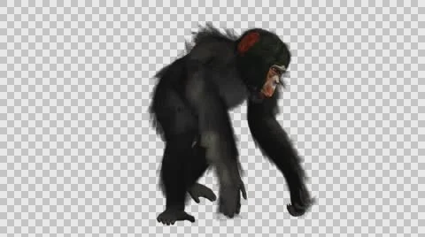 Chimpanzee Walking - Front Right View - Embedded Alpha Looped Video stock 61403422
