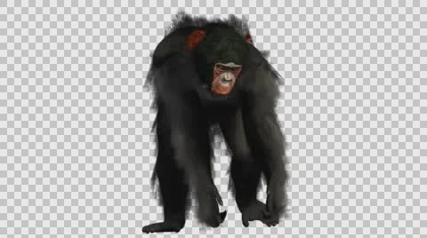 Chimpanzee Walking - Front View - Embedded Alpha Looped Vídeos de archivo 61403456
