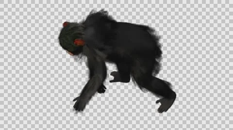 Chimpanzee Walking - Left Axo View - Embedded Alpha Looped Video stock 61403287