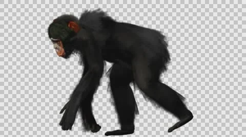 Chimpanzee Walking - Left Side View - Embedded Alpha Looped Vídeos de archivo 61403336