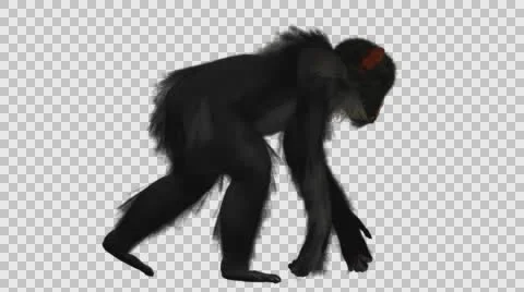Chimpanzee Walking - Right View - Embedded Alpha Looped Vídeos de archivo 61403312