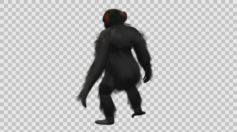 Chimpanzee Walking Upright - Back Left View - Embedded Alpha Looped Vídeos de archivo 61433230