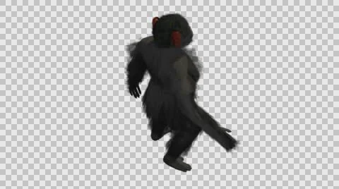 Chimpanzee Walking Upright - Back Right Axo View - Embedded Alpha Looped Video stock 61432794