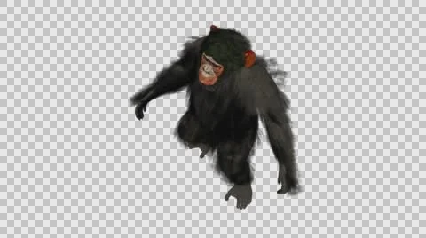 Chimpanzee Walking Upright - Front Left Axo View - Embedded Alpha Looped Video stock 61432945