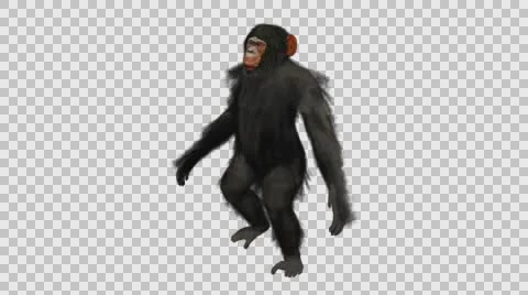 Chimpanzee Walking Upright - Front Left View - Embedded Alpha Looped Vídeos de archivo 61433125