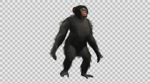 Chimpanzee Walking Upright - Front Right View - Embedded Alpha Looped Vídeos de archivo 61433242