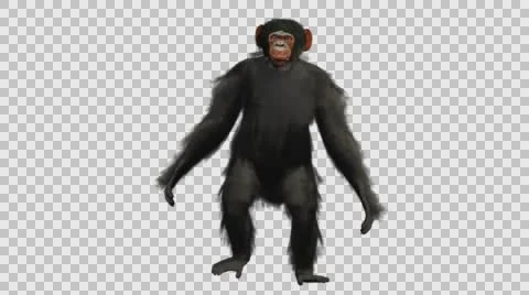 Chimpanzee Walking Upright - Front View - Embedded Alpha Looped Vídeos de archivo 61433277