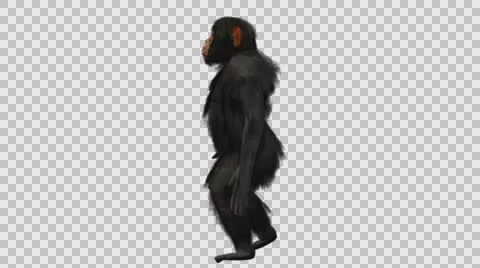 Chimpanzee Walking Upright - Left View - Embedded Alpha Looped Vídeos de archivo 61433282