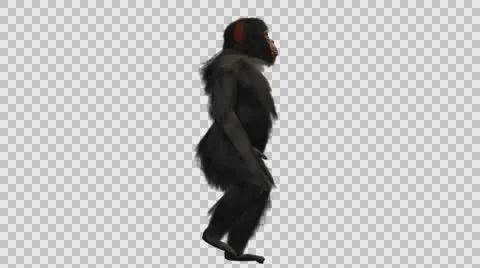 Chimpanzee Walking Upright - Right View - Embedded Alpha Looped Vídeos de archivo 61433322