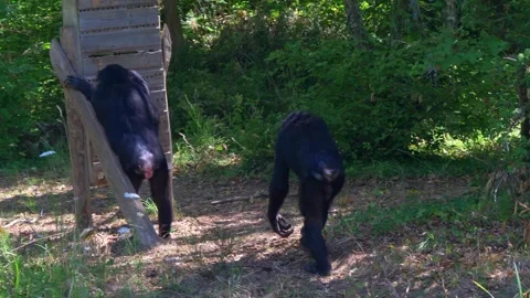 Chimpanzee Walks Forest Path to Join Another at Human-Made Insect Hotel Stock Footage 294584794