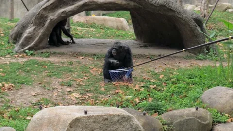 Chimpanzee in the zoo eats something, throws the trash and dry leaves into the Stock Footage 153502551