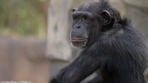 Chimpanzee in the zoo Stock Footage 70451327