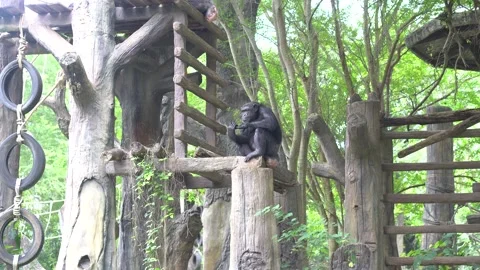 Chimpanzee in the zoo. Video stock 203108959