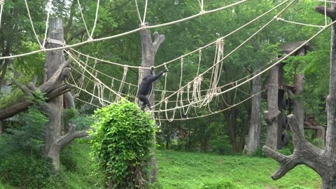 Chimpanzee in the zoo. Video stock 203108982