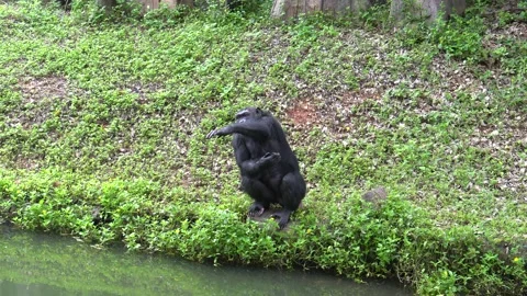 Chimpanzee in the zoo. Video stock 203108983