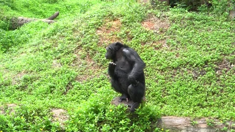 Chimpanzee in the zoo. Video stock 203108984