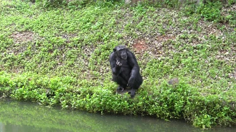 Chimpanzee in the zoo. Video stock 203108985