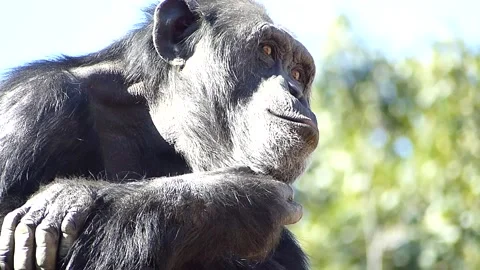 Chimpanzee at the zoo. Video stock 308081051