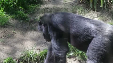 Chimpanzee1 Stock Footage 10881515