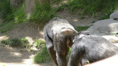 Chimpanzee2 Stock Footage 10881890