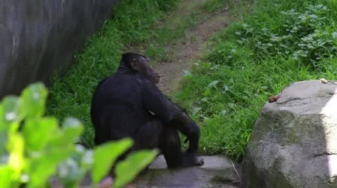 Chimpanzee3 Stock Footage 10880579