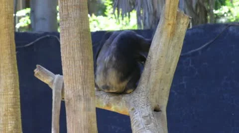 Chimpanzee4 Stock Footage 10880909