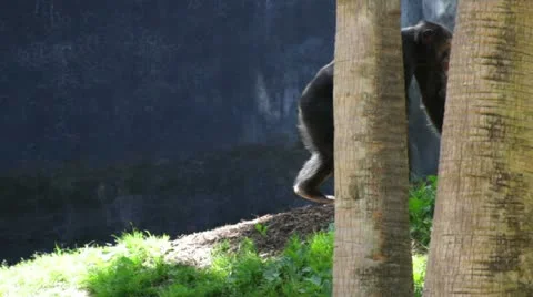 Chimpanzee5 Video stock 10881583