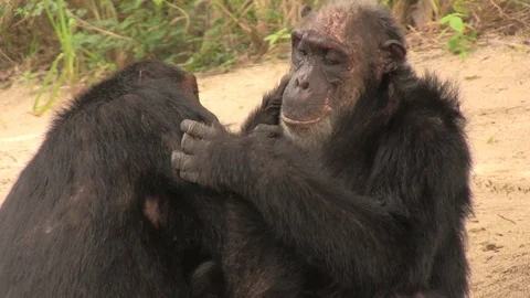 Chimpanzees allogrooming closeup 02 스톡 동영상 83098307