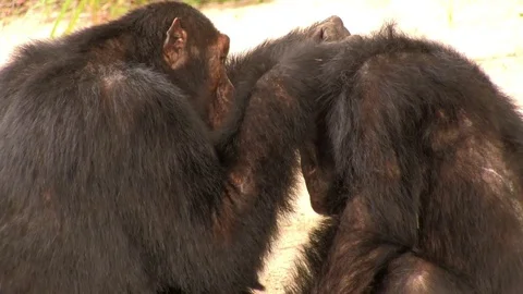 Chimpanzees allogrooming closeup 스톡 동영상 83098289