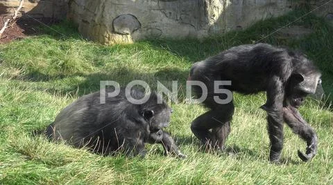 Chimpanzees on dry grass area in front of mountain rocks Stock Photos