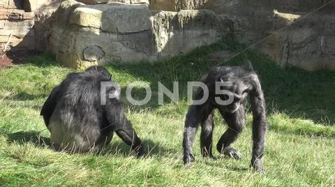 Chimpanzees on dry grass area in front of mountain rocks Stock Photos