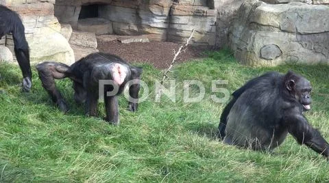 Chimpanzees on dry grass area in front of mountain rocks Stock Photos