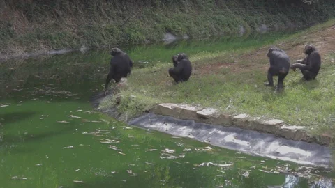 CHIMPANZEES AT ENTEBBE ZOO 3 Stock Footage 100662589