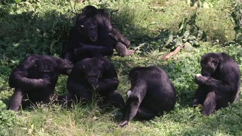 Chimpanzees Feeding Together In Forest Shade Stock Footage 337054224
