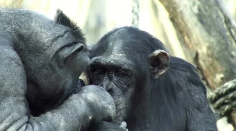 Chimpanzees at flirting 스톡 동영상 12437728